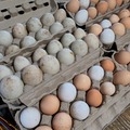 Selling with In-person Payment: Farm fresh eggs
