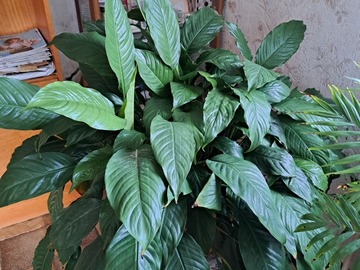 Sales: Fleur de lune spathiphyllum