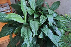 Sales: Fleur de lune spathiphyllum