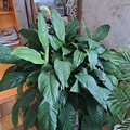 Sales: Fleur de lune spathiphyllum