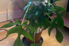 Vente: Philodendron 