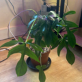 Vente: Philodendron 