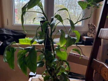 Vente: Philodendron 