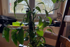 Vente: Philodendron 