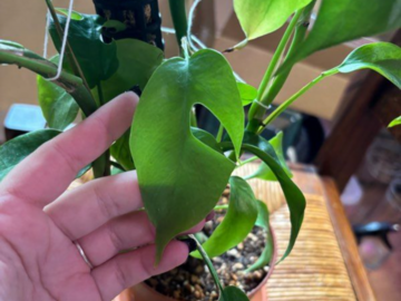 Sales: Philodendron 