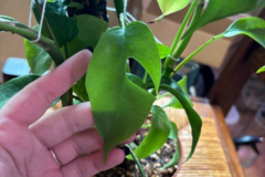 Vente: Philodendron 
