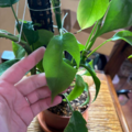 Vente: Philodendron 