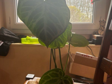 Vente: Anthurium silver brush 