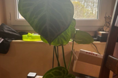 Vente: Anthurium silver brush 