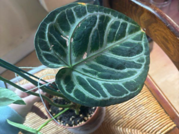 Vente: Anthurium silver brush 