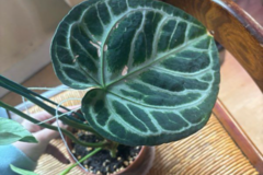 Vente: Anthurium silver brush 