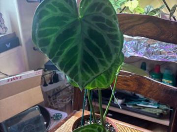Sales: Anthurium silver brush 