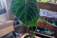 Vente: Anthurium silver brush 