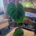 Vente: Anthurium silver brush 
