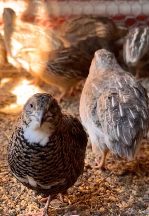 Stunning Highest Hatch Rate Frozen Thawed Quail Eggs image
