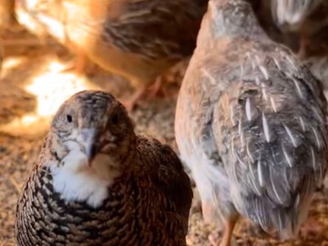 Selling with online payment: Quail Fertile Eggs – High Hatch Rate – Ready to Incubate