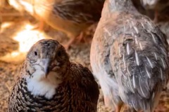 Selling with online payment: Quail Fertile Eggs – High Hatch Rate – Ready to Incubate