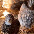 Selling with online payment: Quail Fertile Eggs – High Hatch Rate – Ready to Incubate