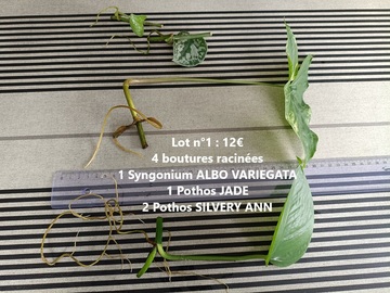 Vente: Lot de boutures Syngonium Albo Var, Mojito, Pothos Jade, Silvery 
