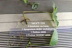 Vente: Lot de boutures Syngonium Albo Var, Mojito, Pothos Jade, Silvery 