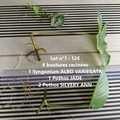 Vente: Lot de boutures Syngonium Albo Var, Mojito, Pothos Jade, Silvery 