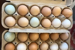 Selling with online payment: Farm fresh eggs(Sulphur Springs, TX)
