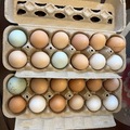 Selling with online payment: Farm fresh eggs(Sulphur Springs, TX)