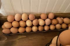 Selling with online payment: Fresh Brown Eggs 