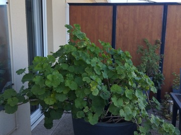 Don: Géranium geant 