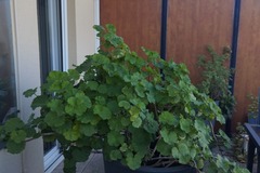 Don: Géranium geant 