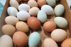 Selling with In-person Payment: Fresh Eggs(different colors)