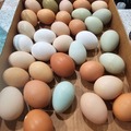 Selling with In-person Payment: Fresh Eggs(different colors)