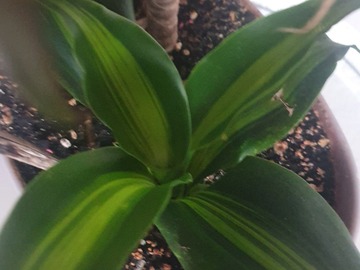 Vente: Ventes 4 plantes interieures