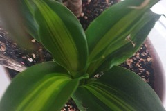 Vente: Ventes 4 plantes interieures