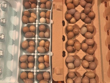 Selling with In-person Payment: Fresh organic eggs
