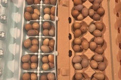 Selling with In-person Payment: Fresh organic eggs