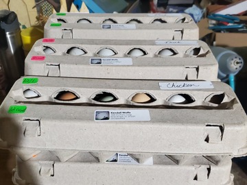 Selling with In-person Payment: Farm Fresh Duck Eggs