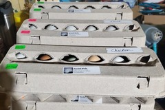 Selling with In-person Payment: Farm Fresh Duck Eggs