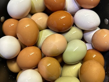 Selling with In-person Payment: Fresh guaranteed same day Grade AA Large and Xtra Large (Lutz, FL