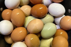 Selling with In-person Payment: Fresh guaranteed same day Grade AA Large and Xtra Large (Lutz, FL