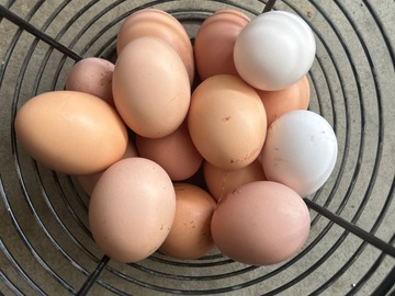 Selling with In-person Payment: Allen Poultry Eggs