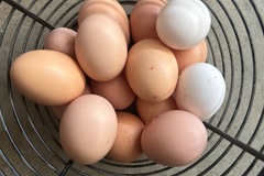 Selling with In-person Payment: Allen Poultry Eggs