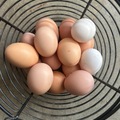 Selling with In-person Payment: Allen Poultry Eggs