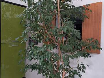 Sales: Magnifique ficus