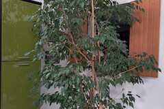 Sales: Magnifique ficus