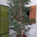Sales: Magnifique ficus