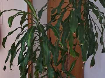 Sales: Vente d'un Dracéna