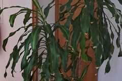 Sales: Vente d'un Dracéna