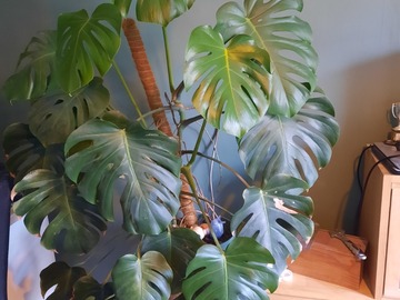 Sales: Monstera deliciosa 