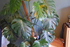 Sales: Monstera deliciosa 